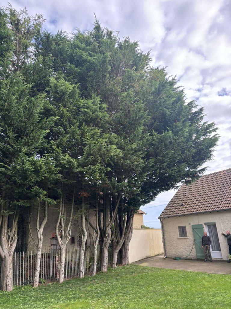Etude avant un abattage d'arbres par MS Elagage 58