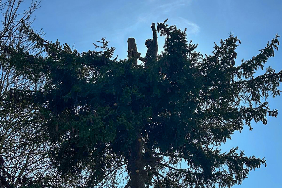 Abattage d'un sapin à Cosne sur Loire dans la Nièvre 58